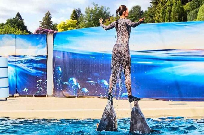 Dolphin Show