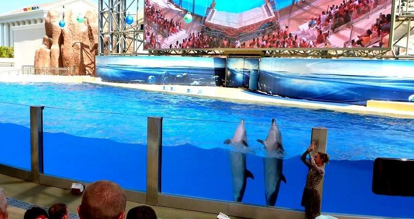 Dolphin Show